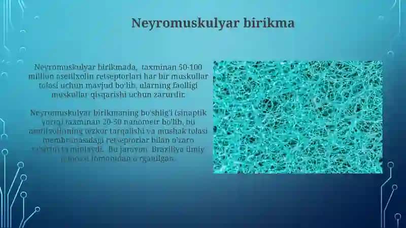 Neyron va nerv tolalari fiziologiyasi.Sinapslar fiziologiyasi 4