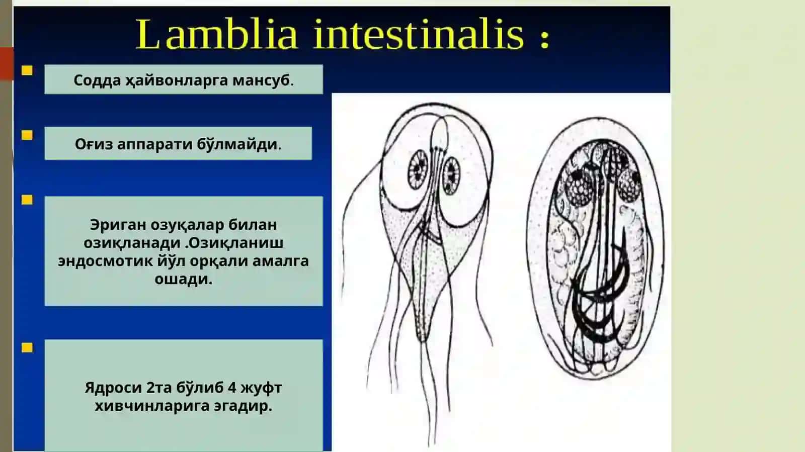 Ламблиява трихонаманасни тузилиши ва ҳаёт цикли 4
