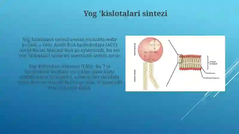 Lipid sintezi va transporti. Fosfolipidlarning yangilanishi 4
