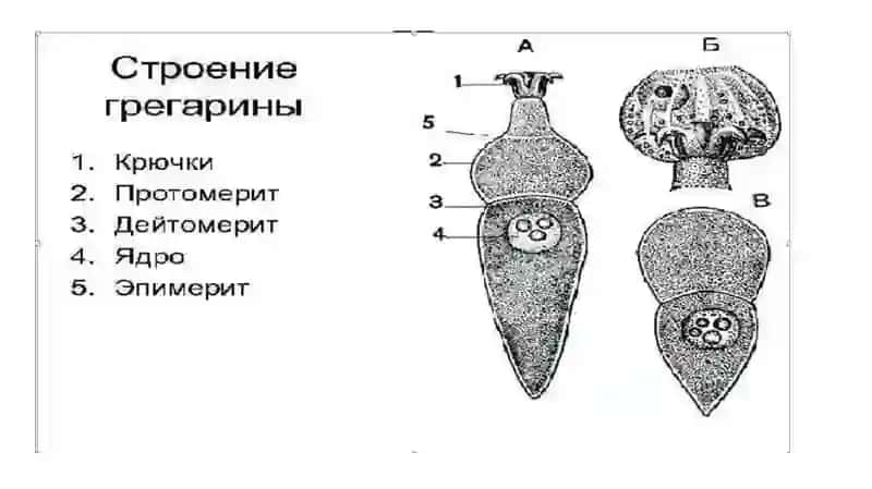 Apikompleksa (Apicomplexa) yoki Spora hosil qiluvchilar (Sporozoa) 4