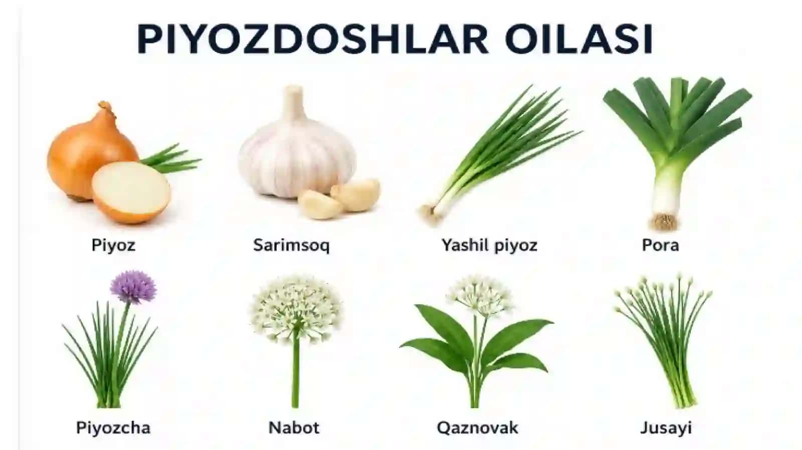 Piyozdoshlar oilasi 4