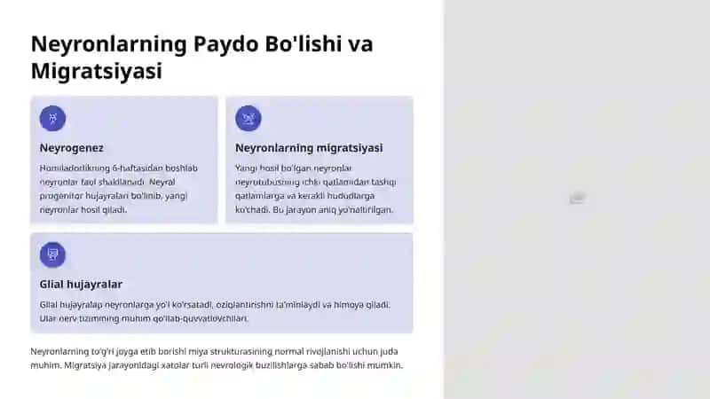 Nerv Rivojlanishining Embriologiyasi 4