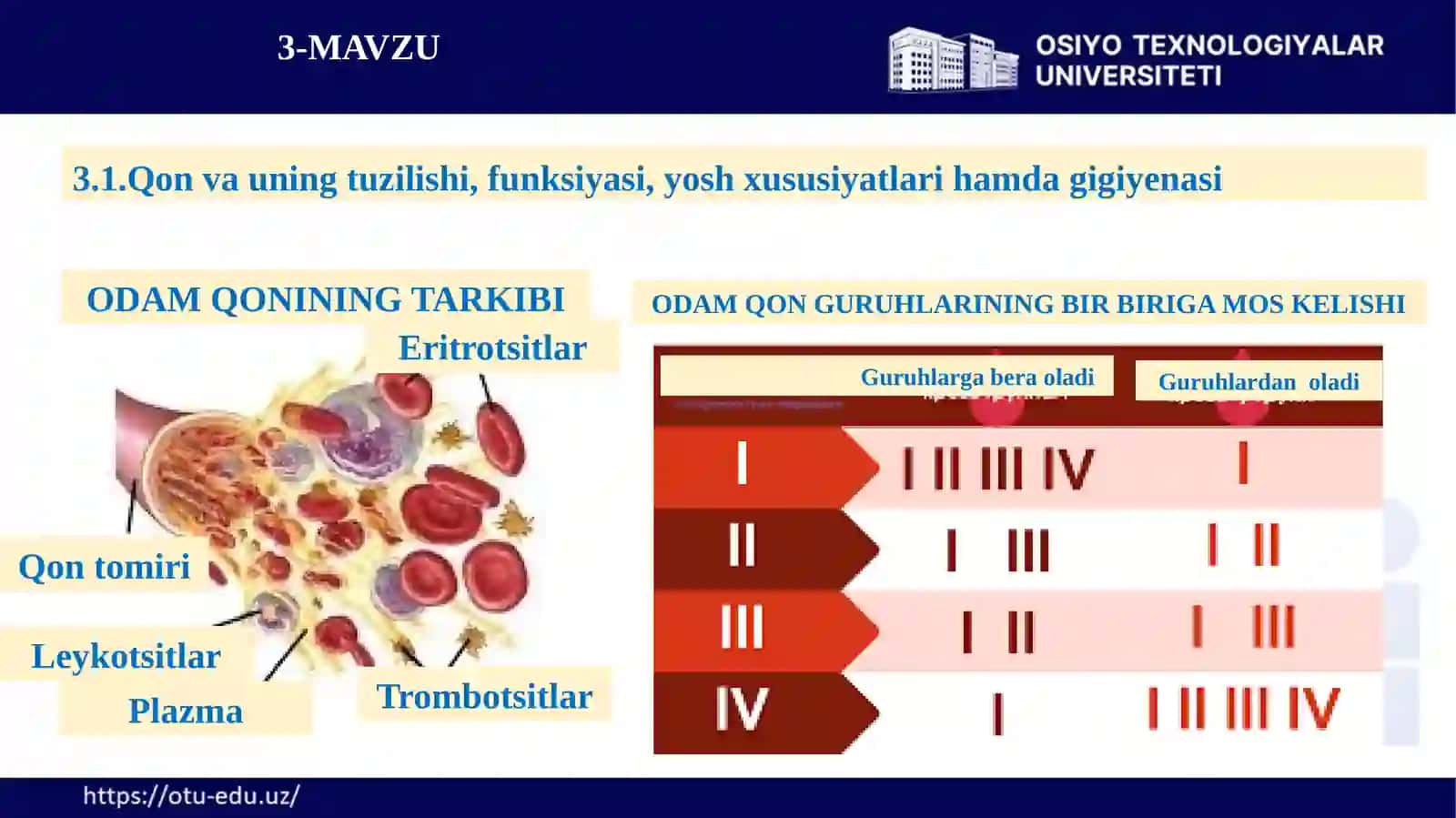 Qon aylanish, nafas olish, ovqat hazma’zolarining tuzilishi, funksiyasi yosh xususiyatlari va gigiyenasi 4