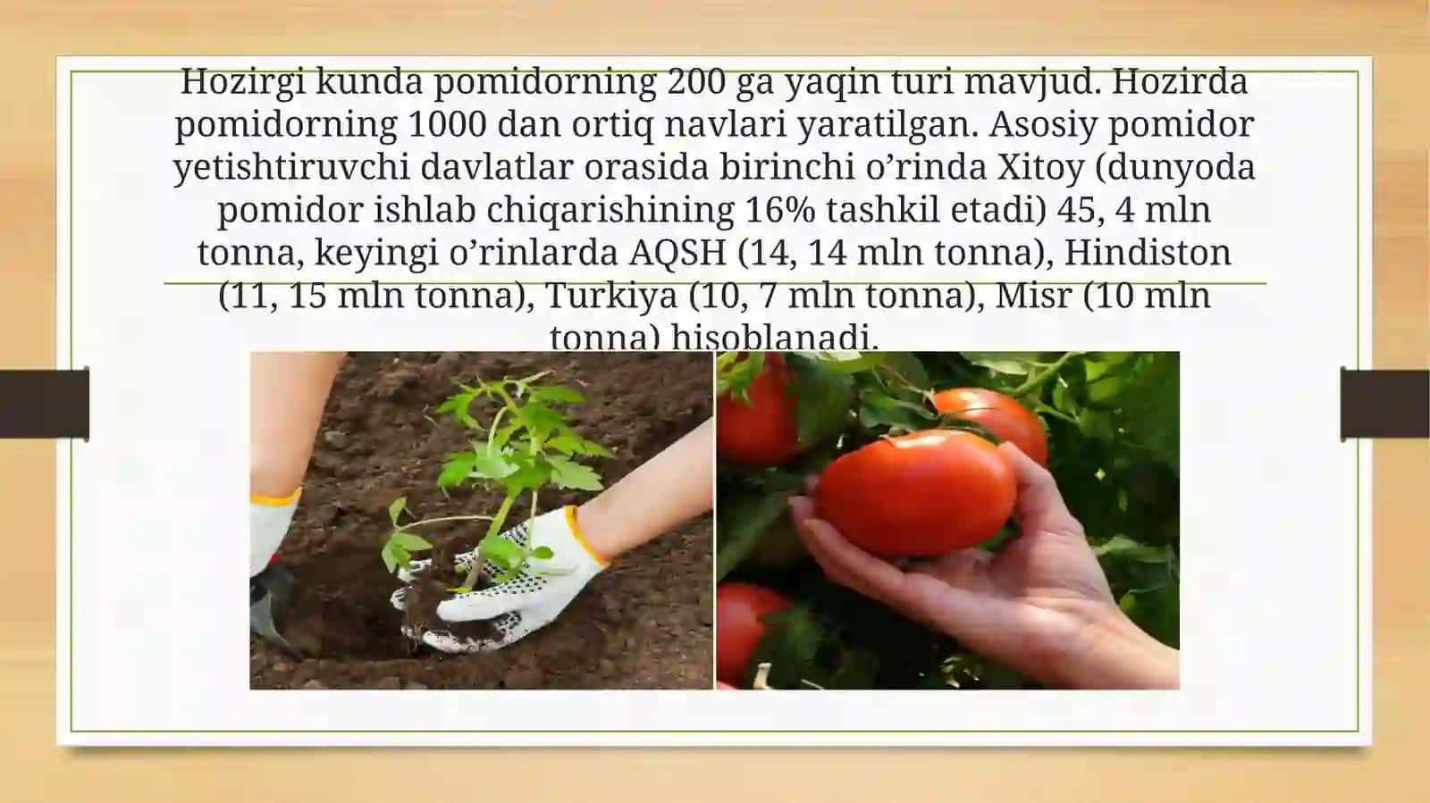 Pomidoryetishtirshuchuno’g’itlashtizimi 4