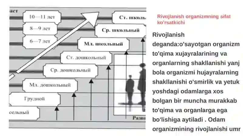 O'sish va rivojlanishning umumiy qonunlari 4