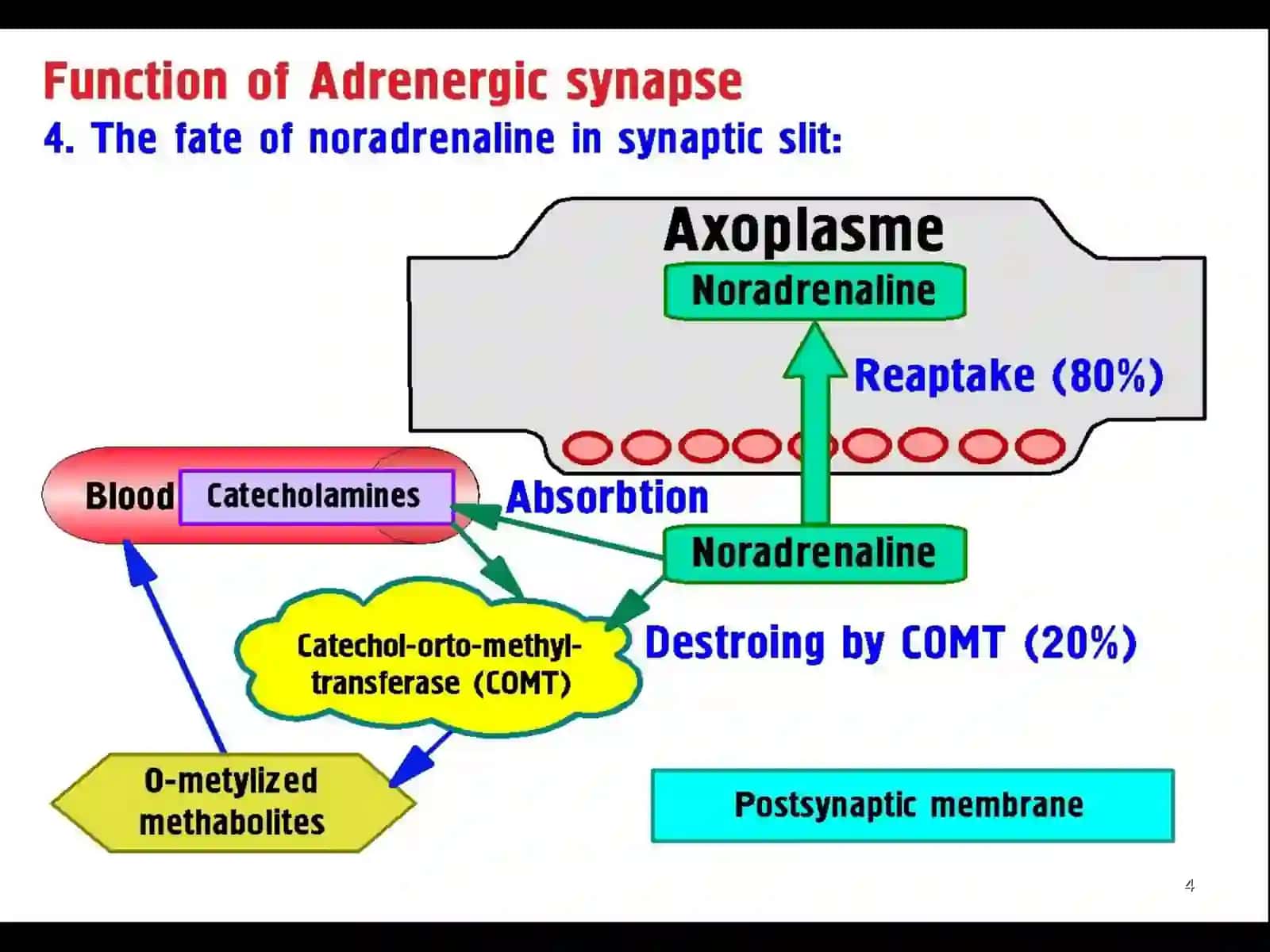 Adrenergic Drugs 4