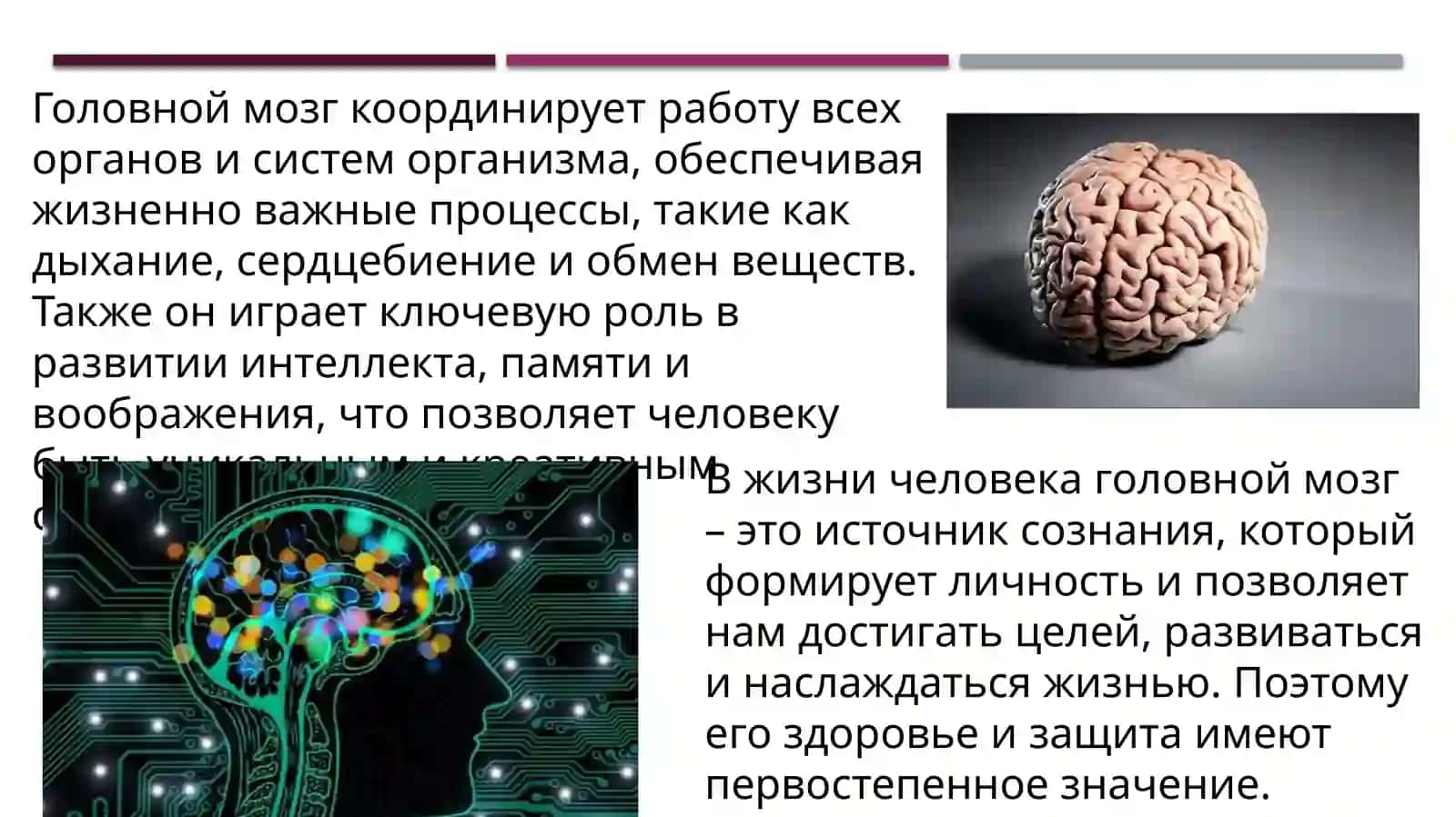 Головной мозг 4