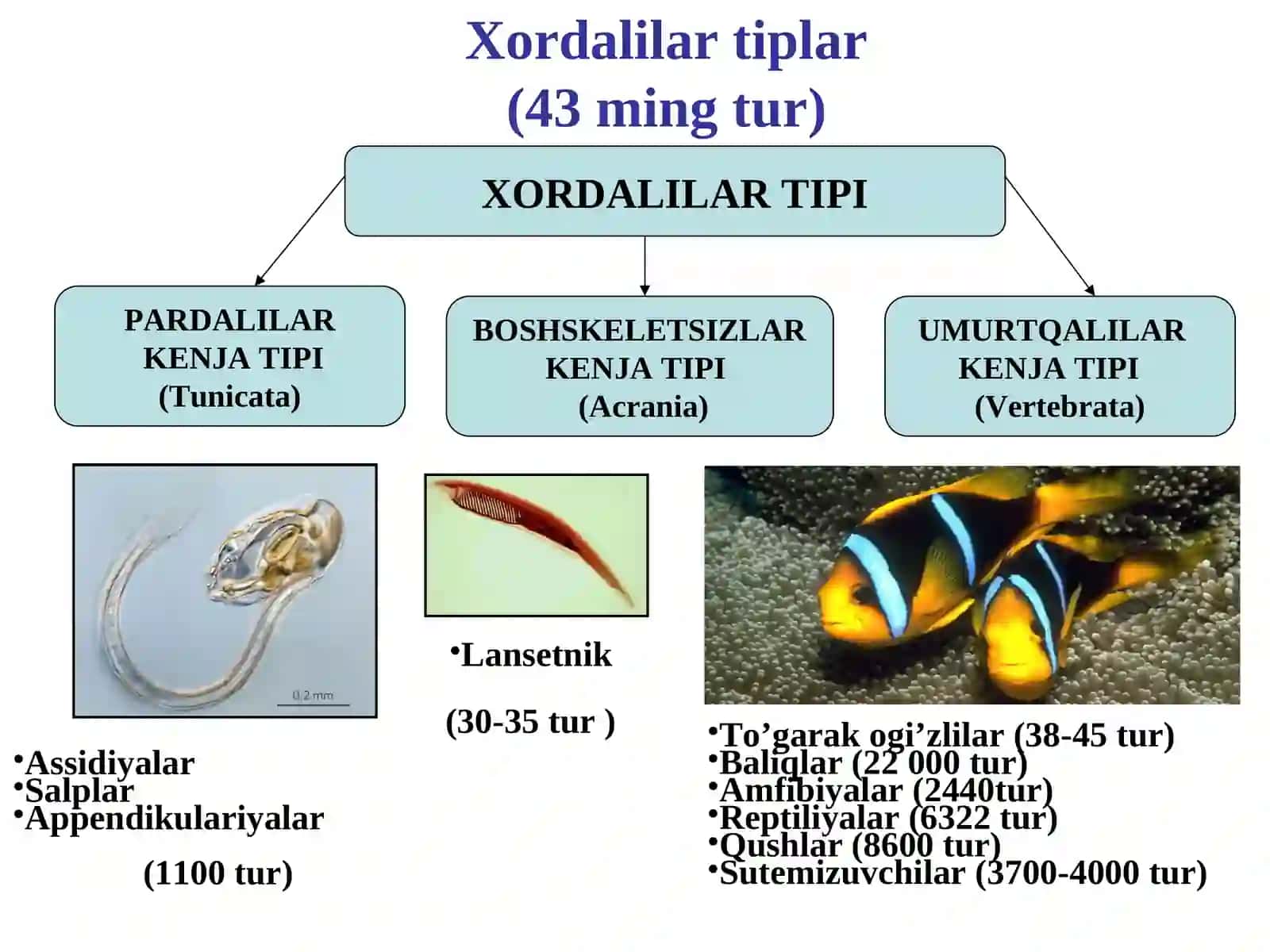 Zoologiya 4