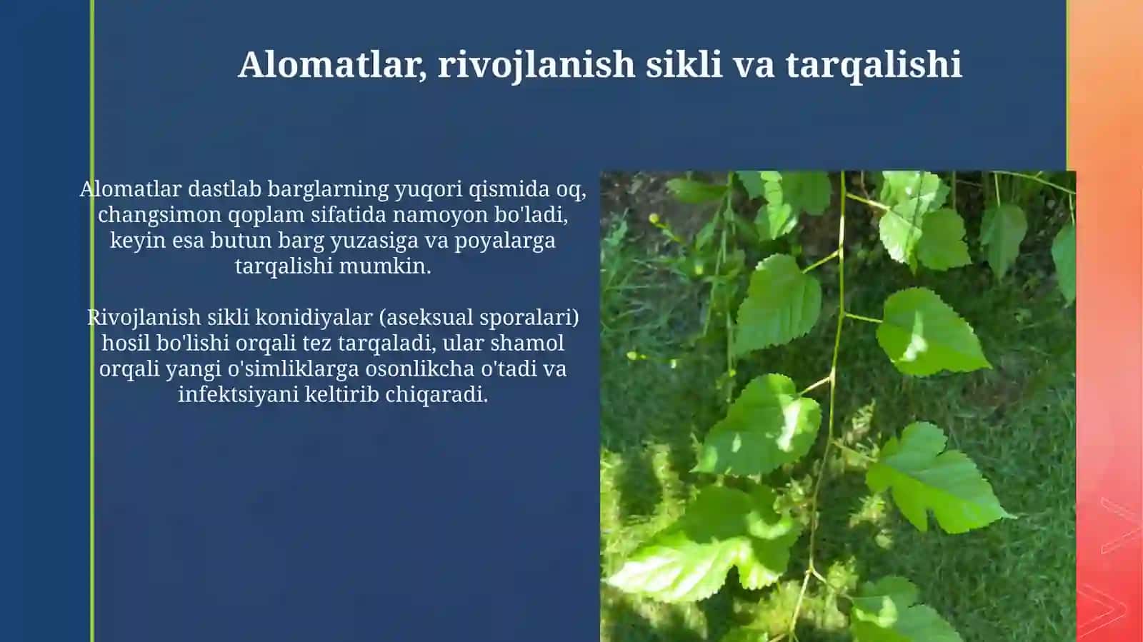 Tut daraxtida un shudring kasalligi 4
