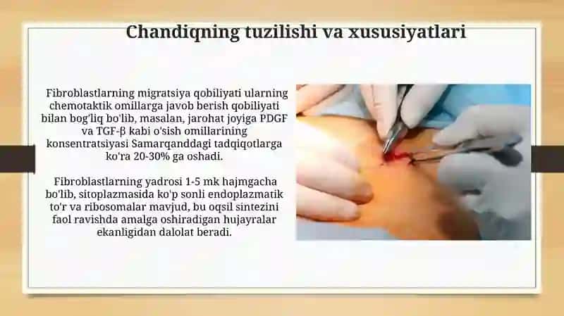 Fibroblastlarning jatohatning bitishi va chandiq hosil bòlishidagi òrni 4