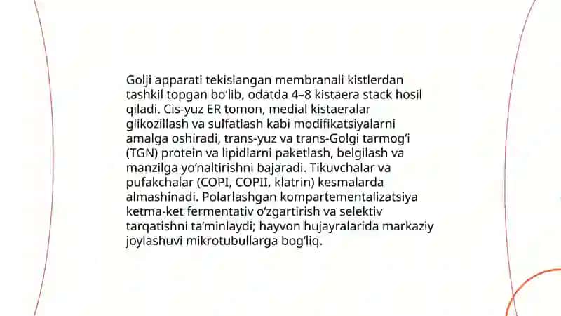 Sitoplazma organoidlari golji apparati va lizasomaning tuzilishi 4