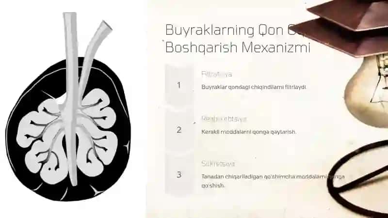 Arterial Bosimni Boshqarishda Buyraklarning Roli 4