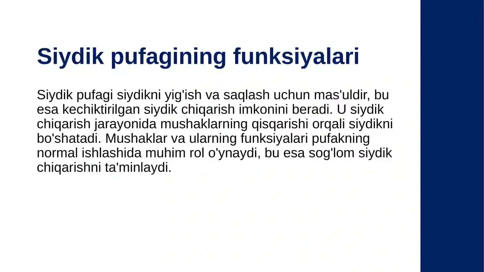 Siydik pufagi, nayi, siydik chiqarish kanali anatomiyasi 4