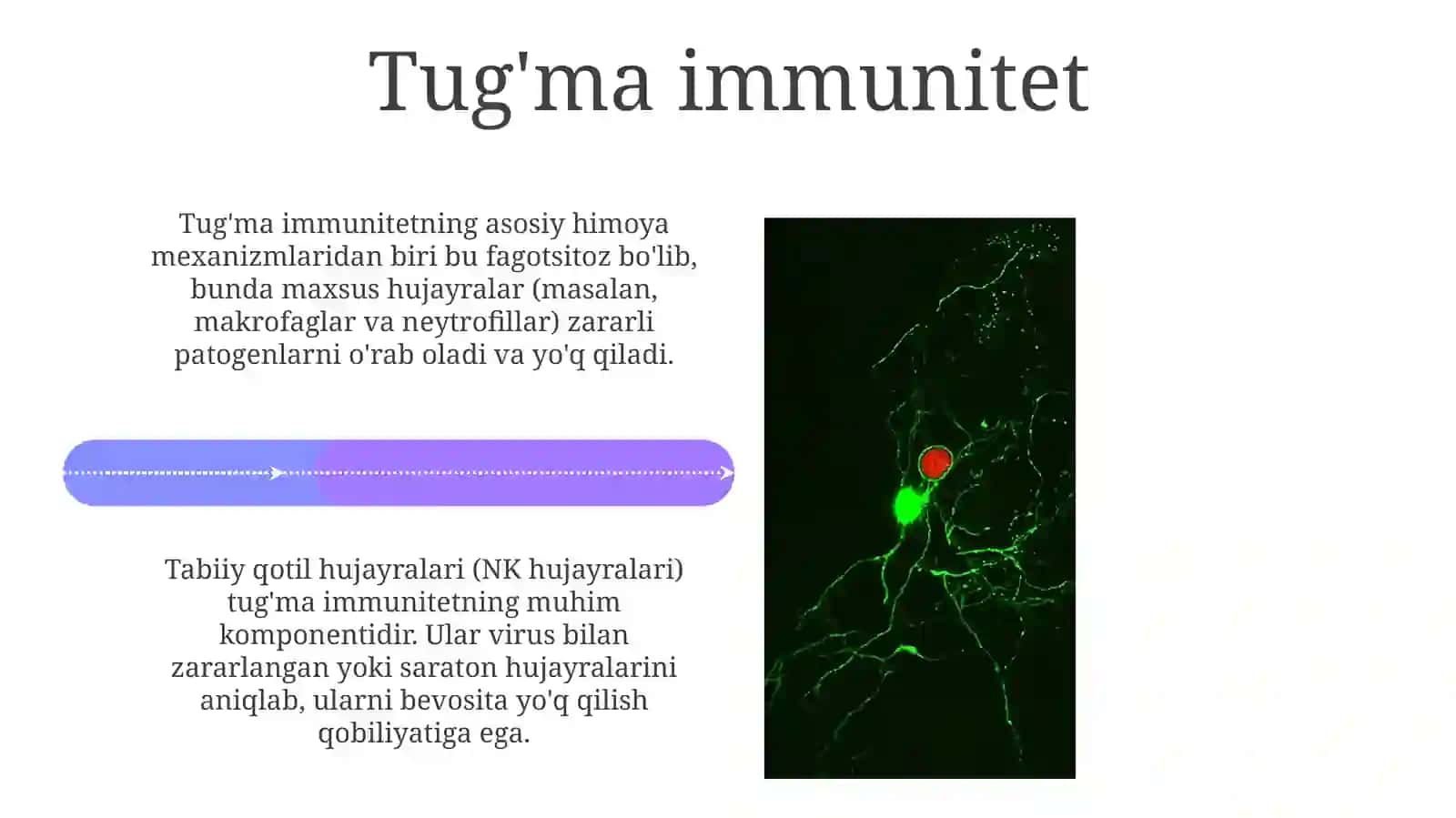 Immunitet: Ta'rifi va turlari 4