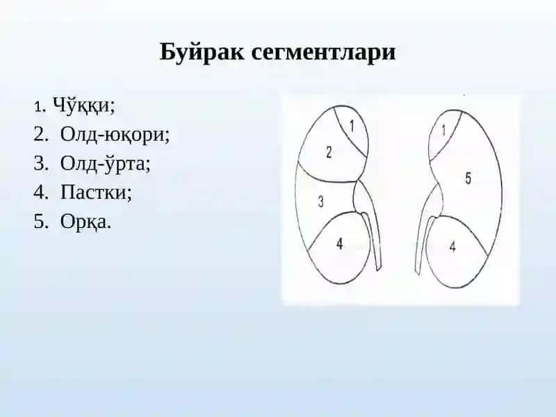 Термиз Иқтисодиёт ва СервисУниверситети Тиббий клиник фанлар кафедраси «Тиббий радиология» фани 6-Маъруза 4