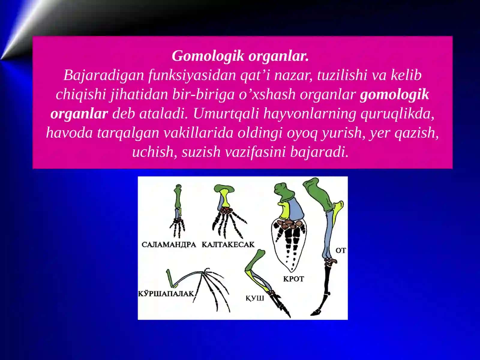 Evolutsiyani isbotlashda embriologiya va solishtirma anatomiya, paleontologiya fan dalillari 4