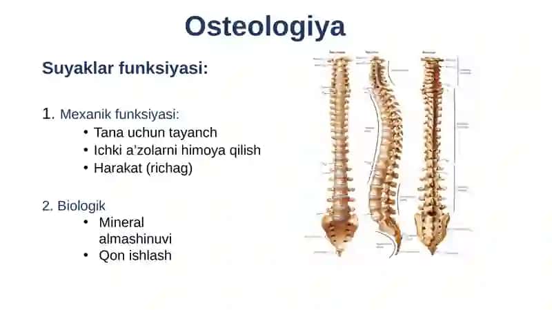 Anatomiksathlar 4