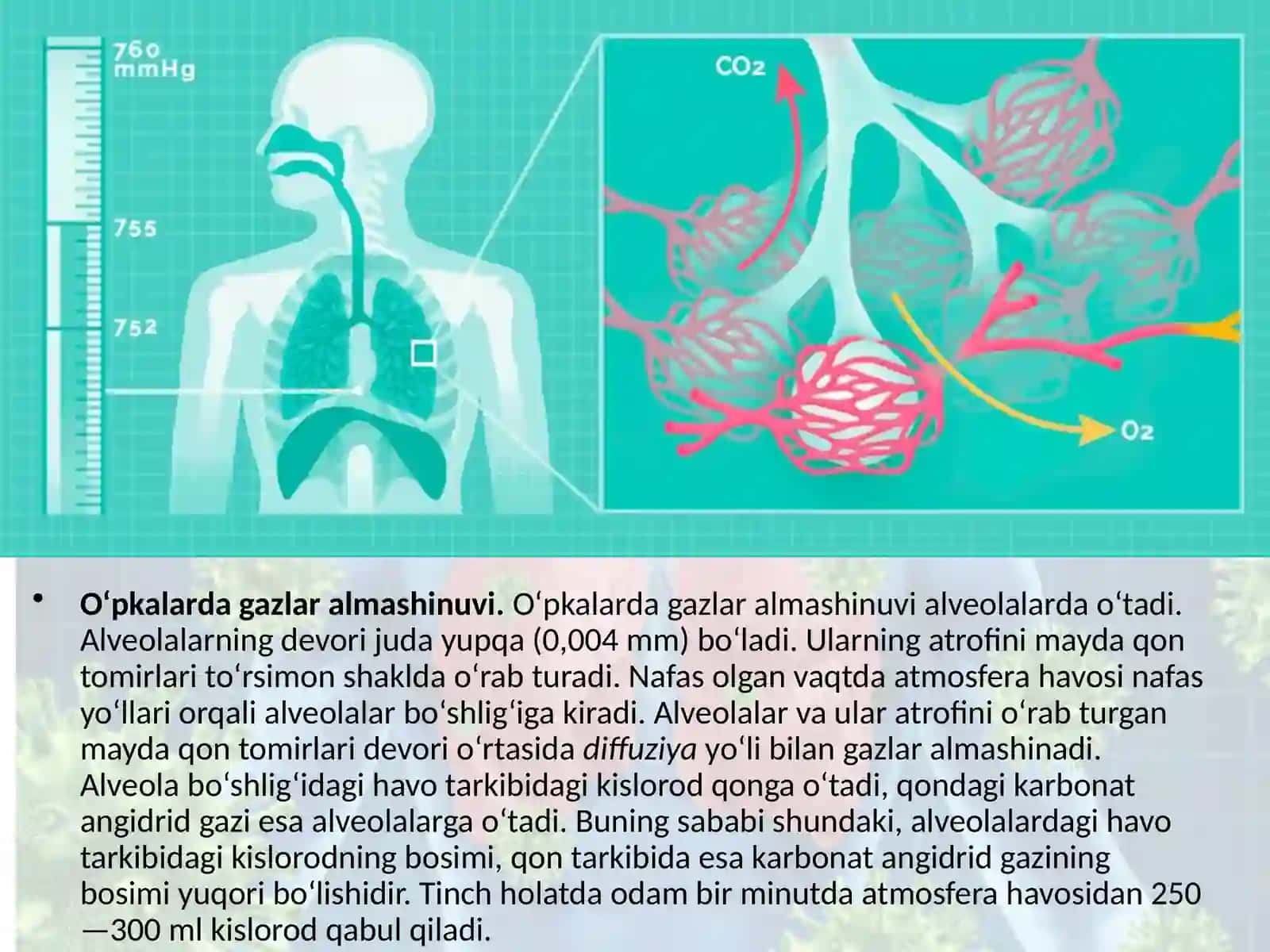 O‘pka va to‘qimalarda gazlar almashinuvi 4