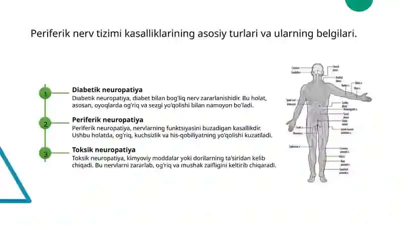 Periferik nerv tizimi 4