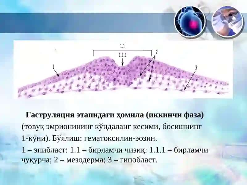 Одам эмбриология асослари. Провизор аъзолар 4