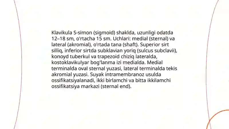 Yuqori va pastki kamar suyaklarning tuzilishi va birikishi 4