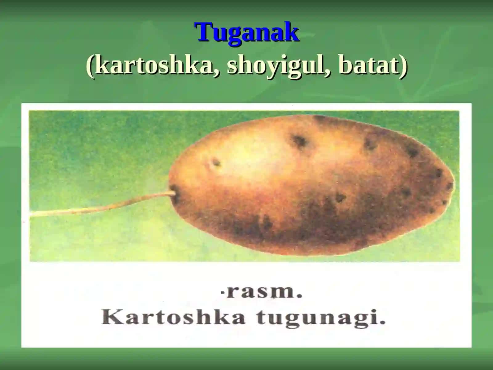 Bargning tashqi tuzilishi va shakllari 4