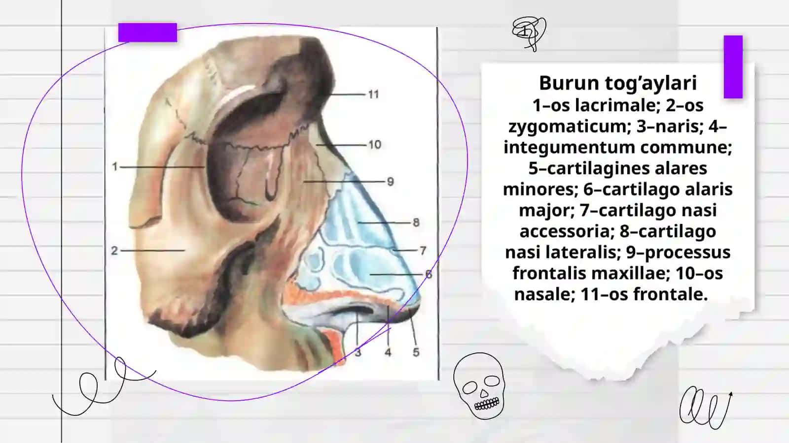 BURUN BO’SHLIG’INING TUZILISHI VA YOSHGA QARAB O’ZGARISHI 4