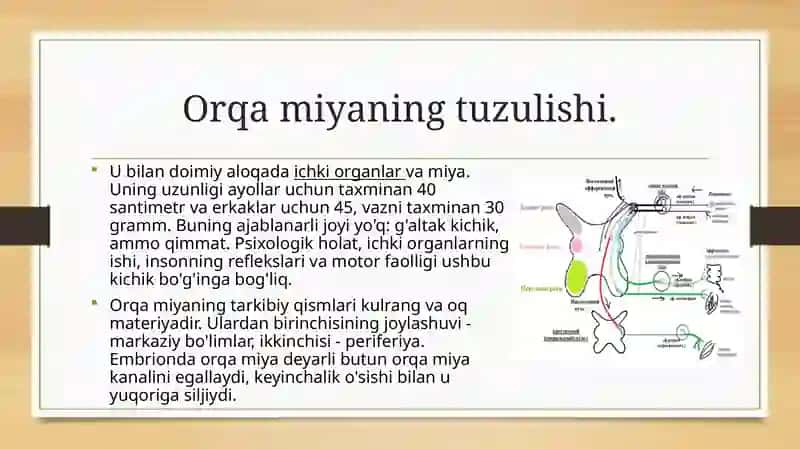 Orqa miyaning harakatlantiruvchi neyronlaring turlari, ularning morfo-funksional xususiyatlari. 4