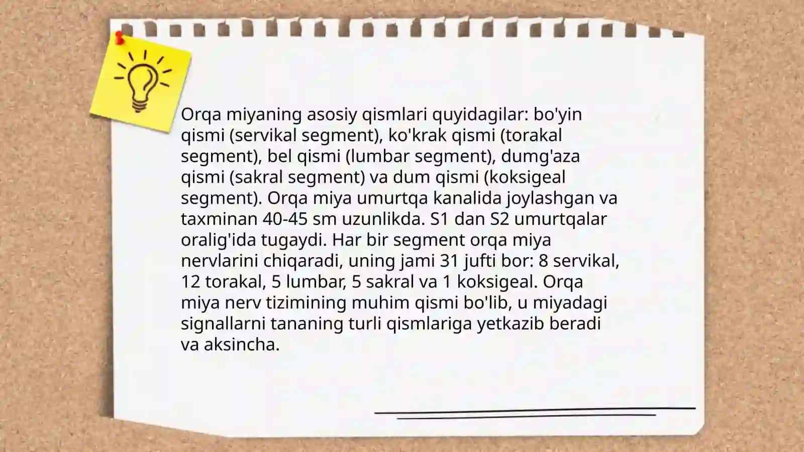 Orqa miyaning tuzulishi 4