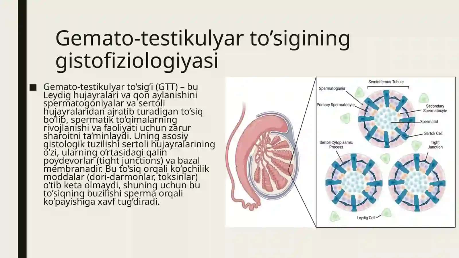 Gemato-testikulyarto’sigininggistofiziologiyasi 4
