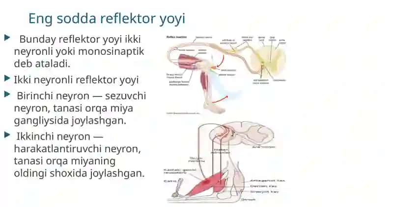 Oddiy refeks yoyi. Sezuv o‘tkazuv yoʻllari. Harakat o‘tkazuv yo‘llari. Oddiy refeks yoyi. 4