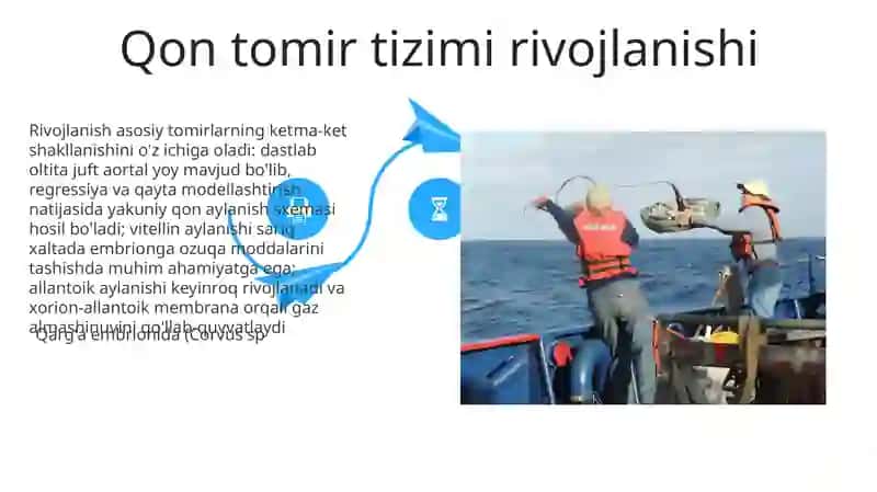 Qarğa qushining embrionining rivojlanishi 4