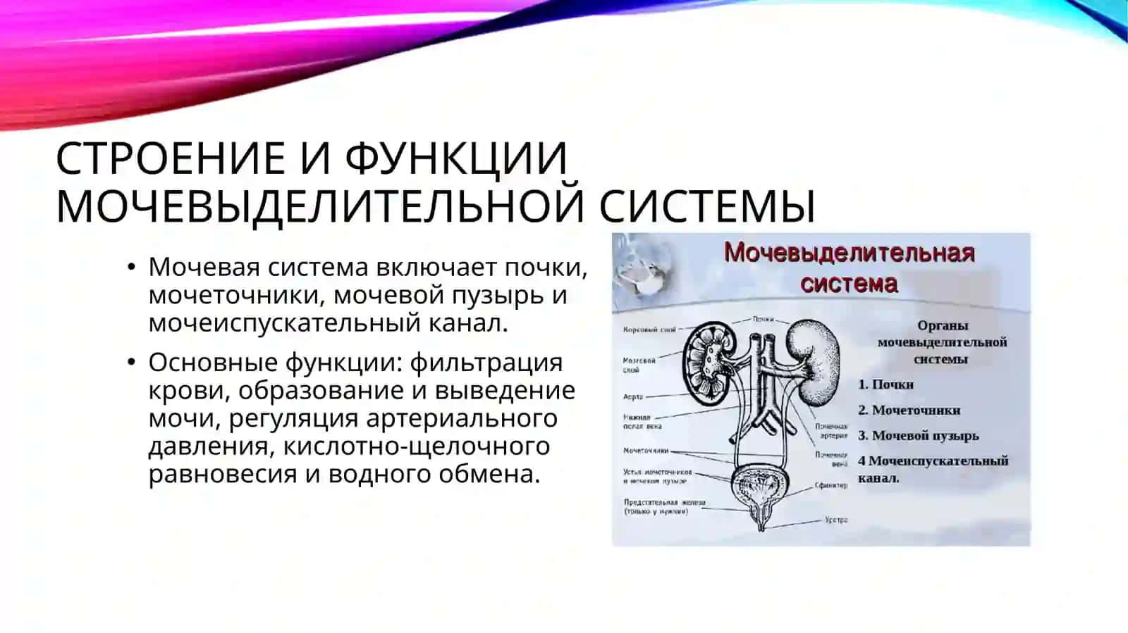 Заболевания мочевого аппарата 4