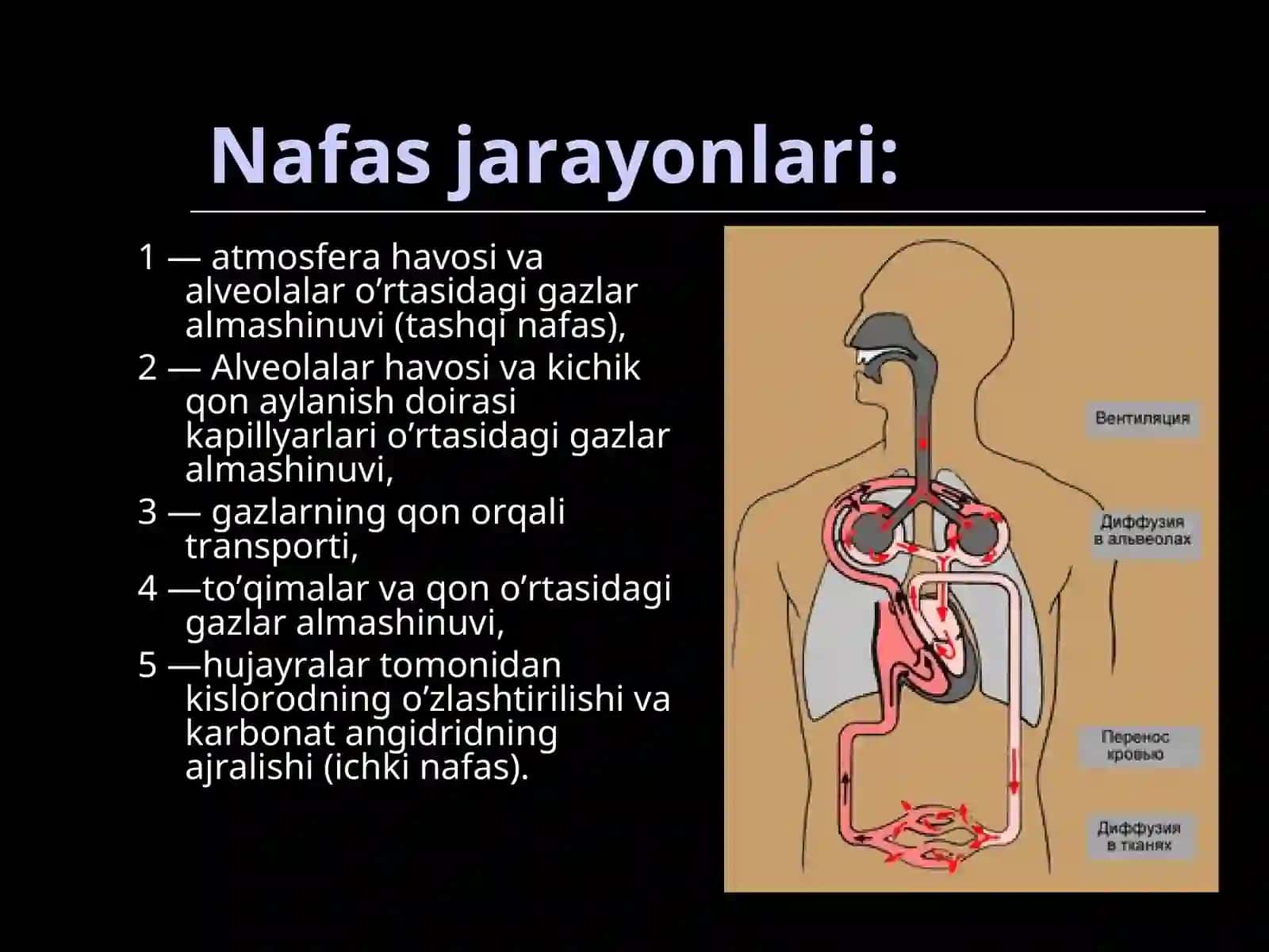 NAFAS TIZIMI FIZIOLOGIYASI 4