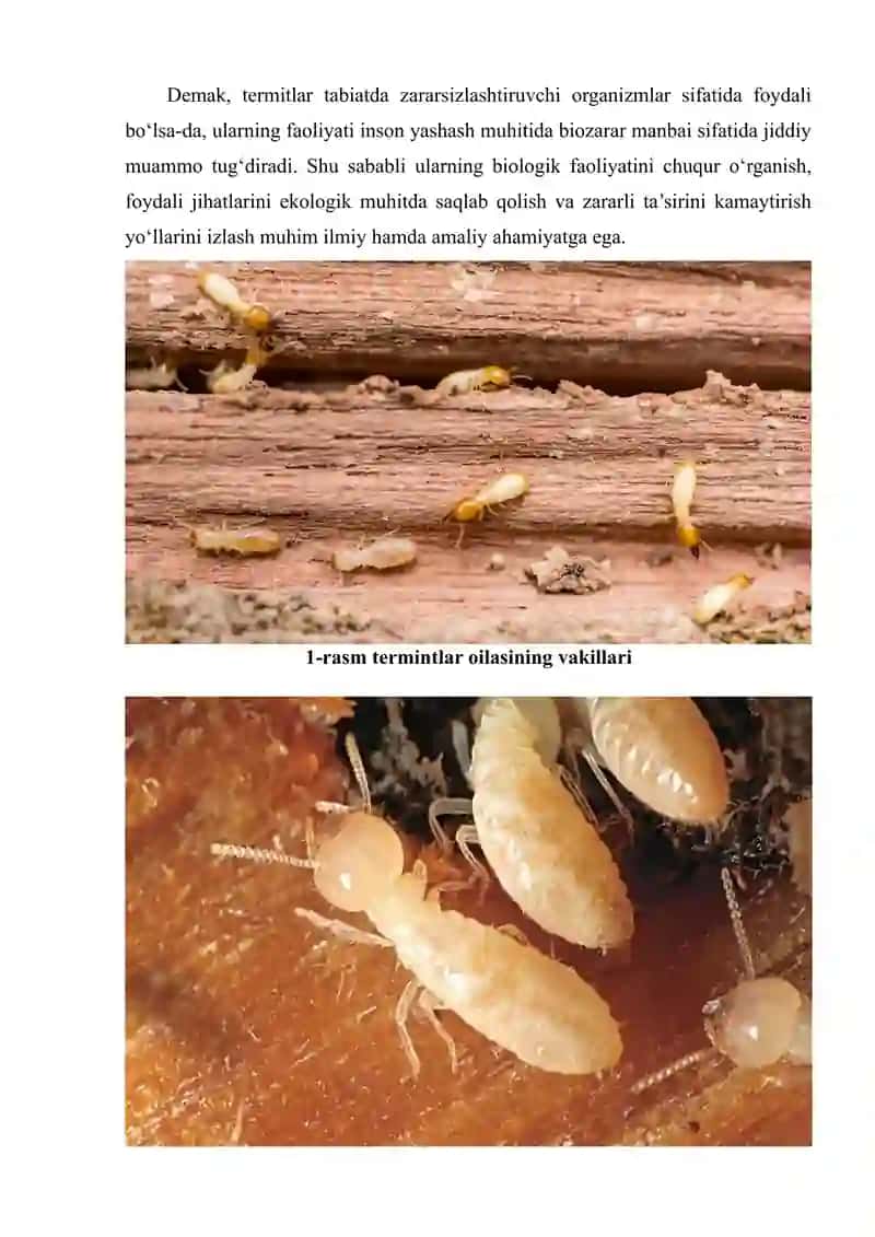 Termitlar oilasi vakillarining tarqalishi zarari. Termitlarning biozararlashdagi roli va ularga qarshi kurashish 4