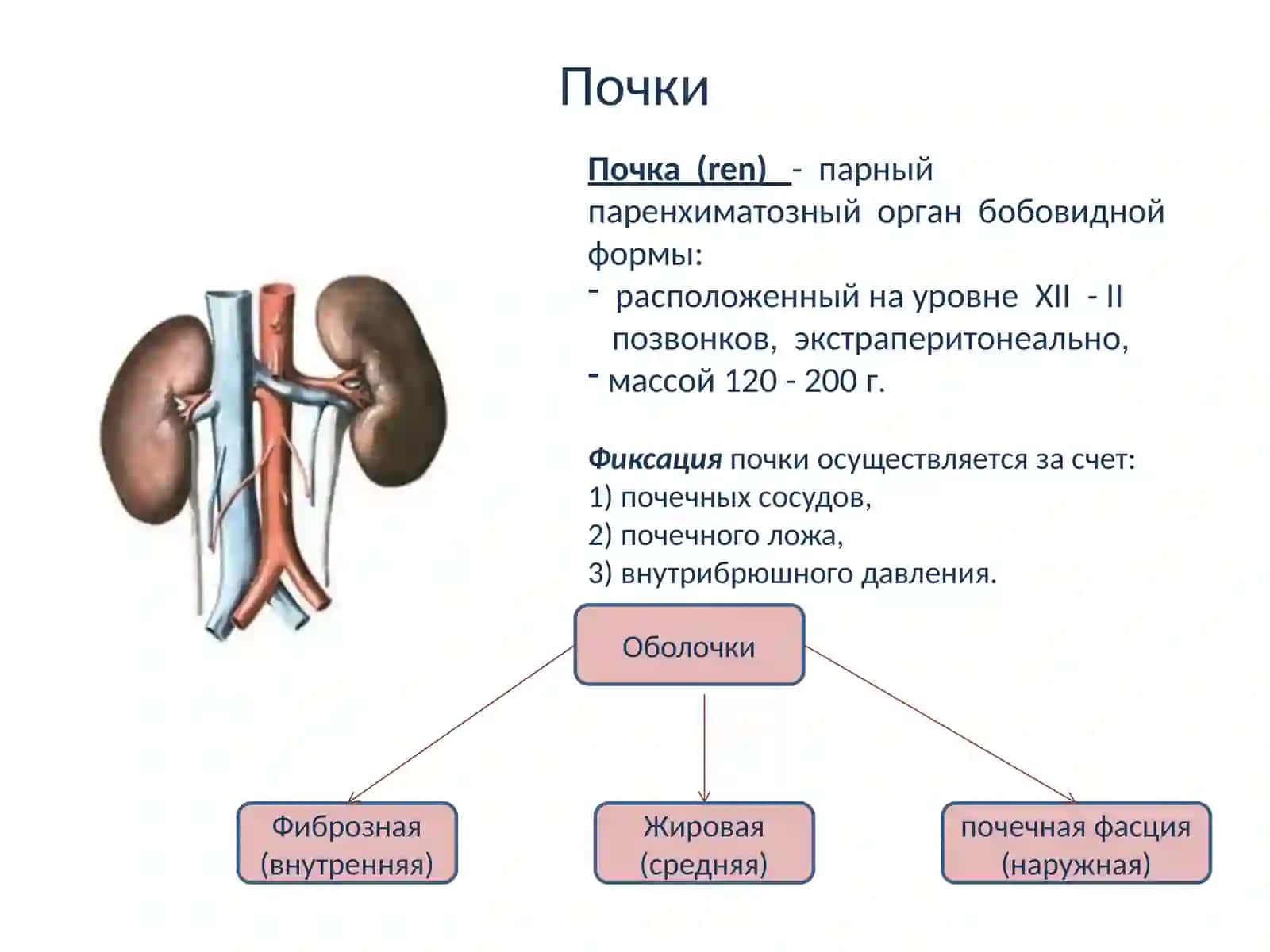 Анатомия и физиология мочевой системы 4