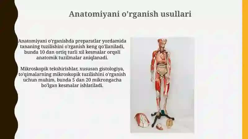 Anatomiya fanining tarixi, unio'rganish uslublari 4