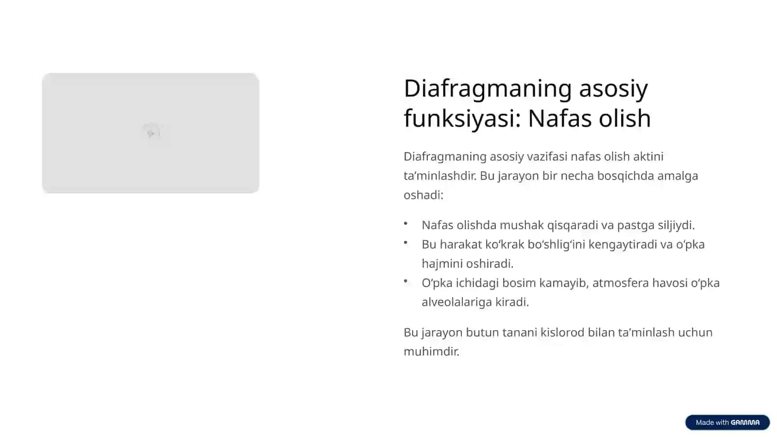 Diafragma Mushaklari Fiziologiyasi 4