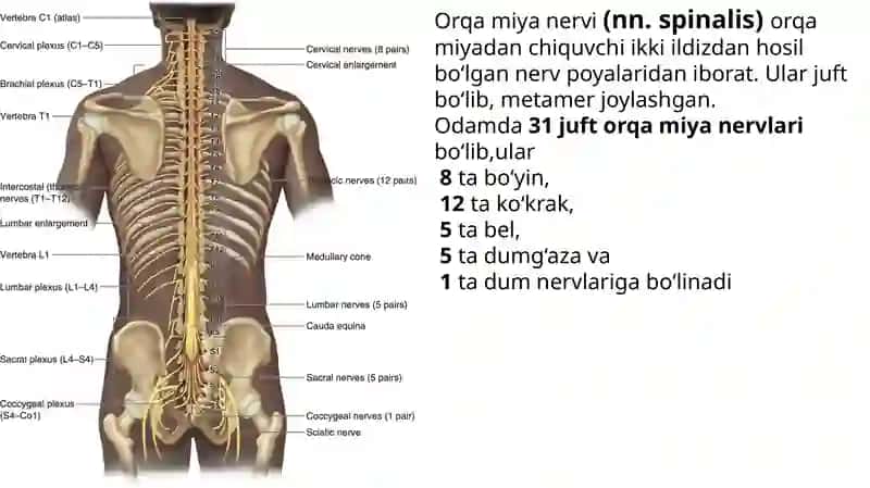 Perifirik nerv tizimi funksional anatomiyasi 4