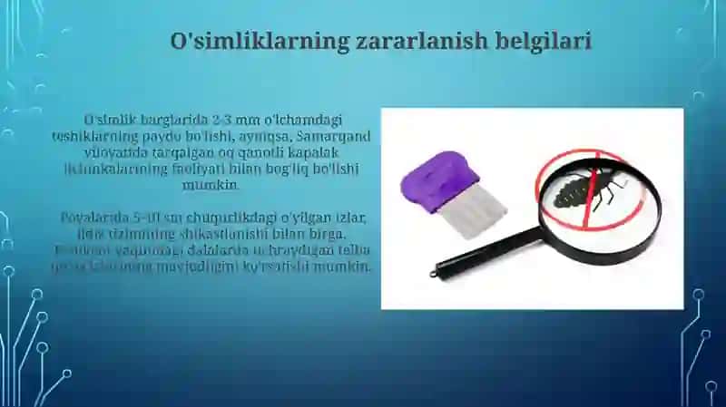 Sutemizuvchilar keltiradigan zararlarni xarakterli belgilarini aniqlash 4
