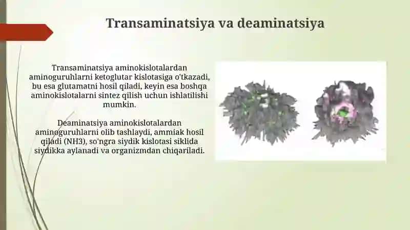 Odam organizmida oqsilarning biokimyoviy ozgarishi 4