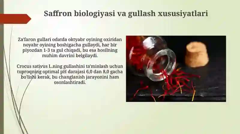 Za'faron(CrocussativusL.)o‘simligininggullashivachanglanishinio‘rganishmetodlari 4