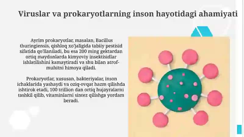 Viruslar. Pro-eukariot hujayralar. Ularning oziga xos umumiy tuzilishi va farglari. 4