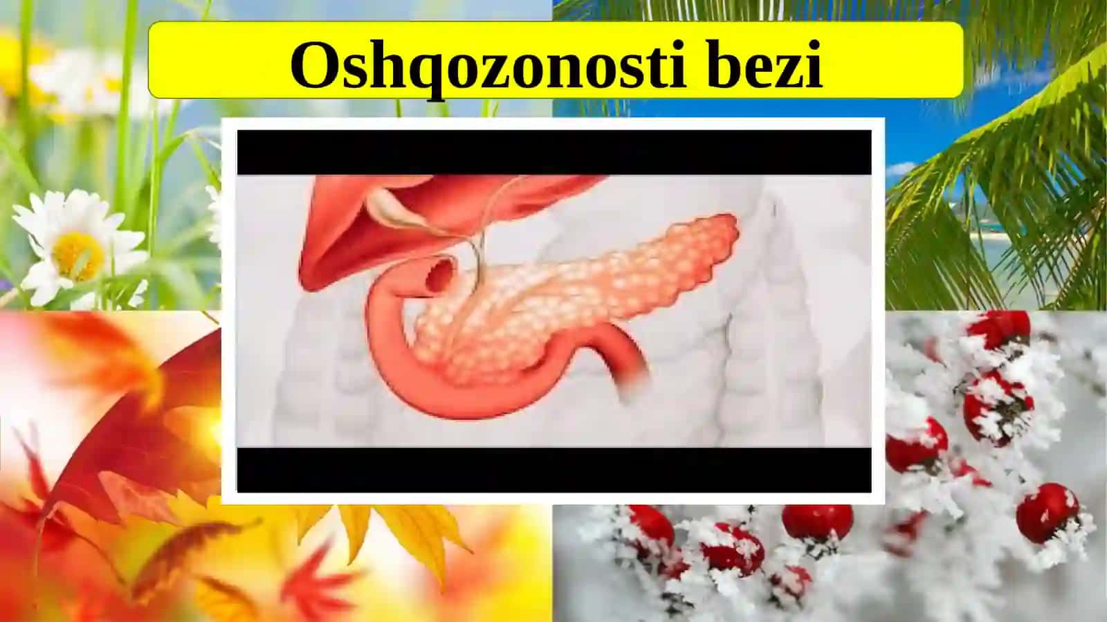 oshqozon osti va jinsiy bezlar 4