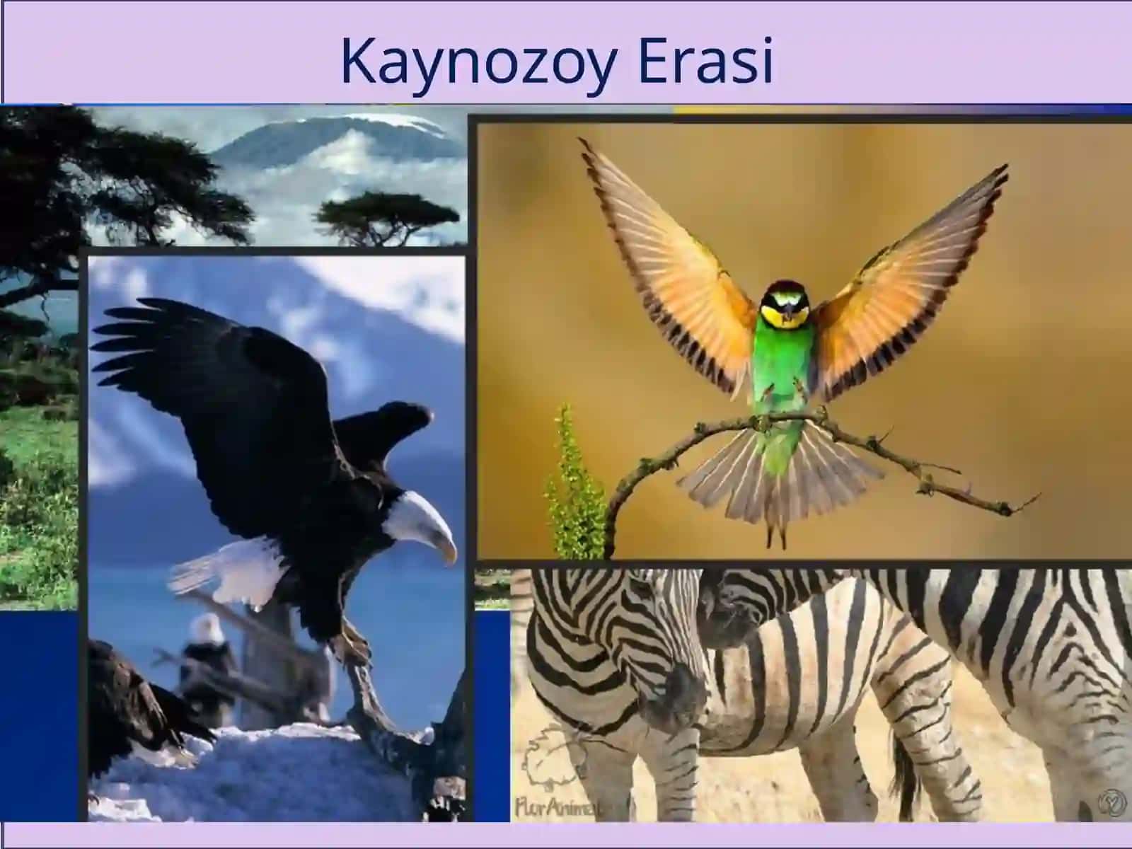 Kaynazoyerasi hamdabueradao’simlik va hayvonatolami dayuz bergan o’zgarishlar 4