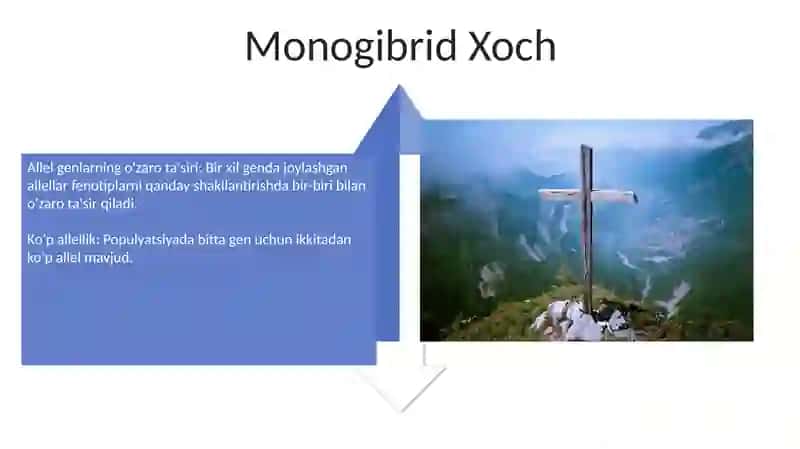 Monogibrid Xoch va Ko'p Allellik 4