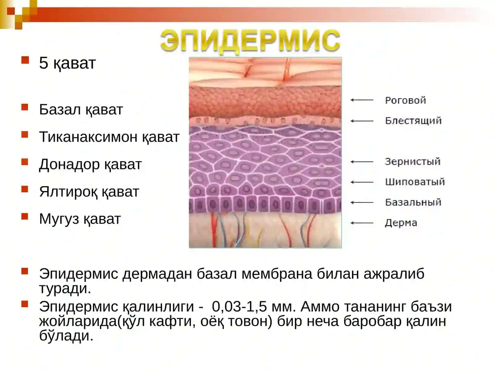 Дерматоз диагностикаси тамойиллари 4