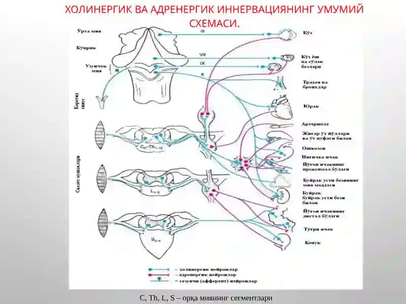 М-Н ХОЛИНОРЕЦЕПТОРЛАРГА ТАЪСИР ЭТУВЧИ ВОСИТАЛАР 4