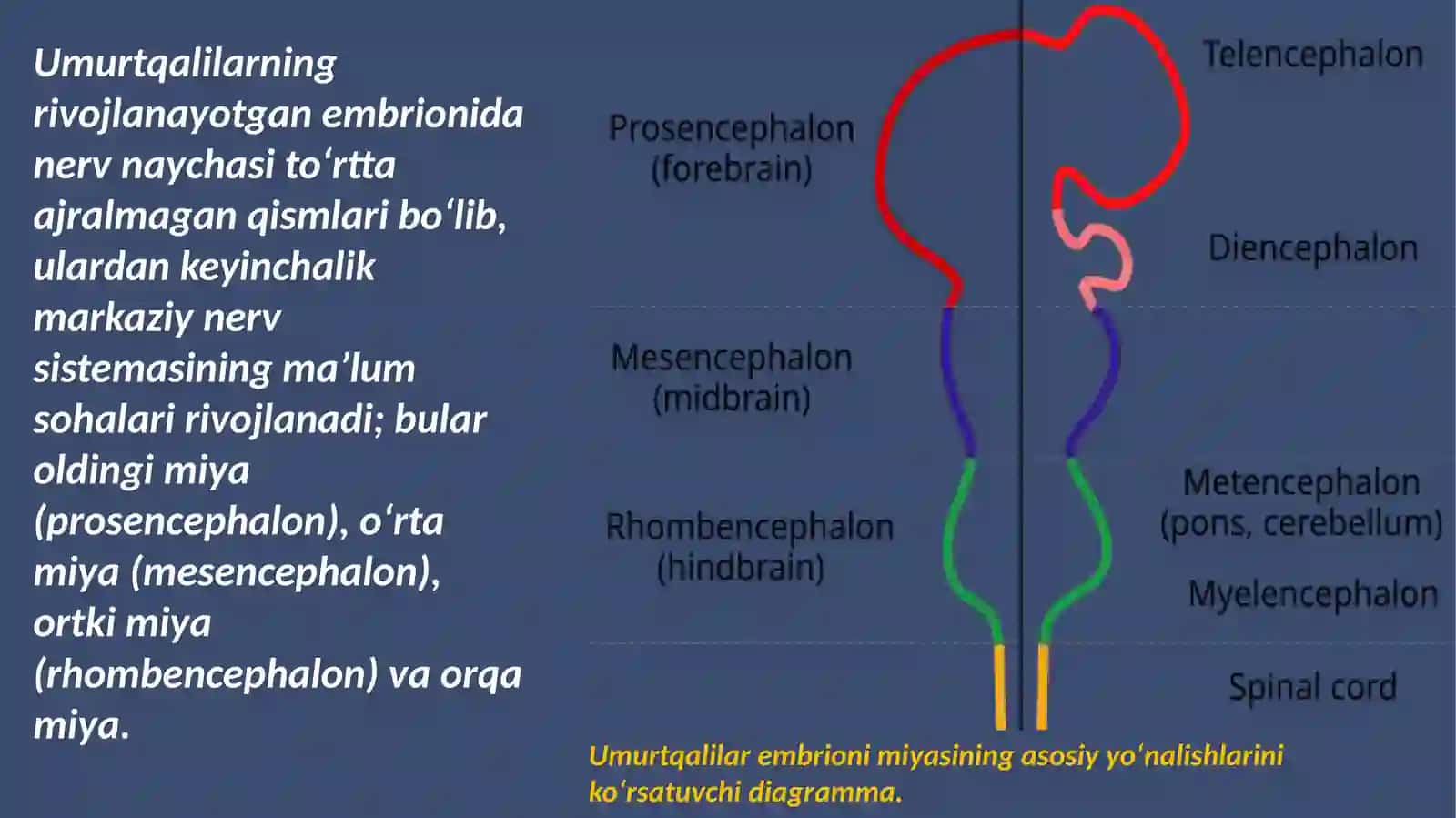 Bosh miyaning rivojlanishi 4