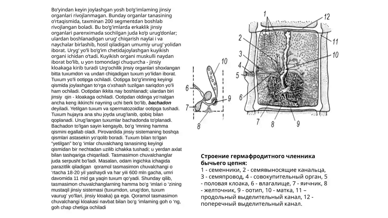 Tasmasimon chuvalchanglar (Cystoda) sinfi 4